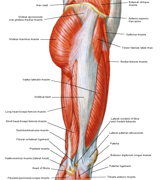 Pijnbehandeling MC De Rivieren Bil /Been / Hamstrings Klachten
